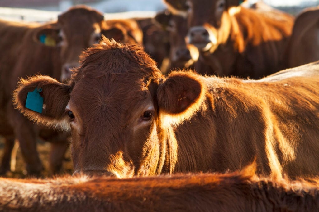 Food Footprints: What You Eat Matters for People & the Planet