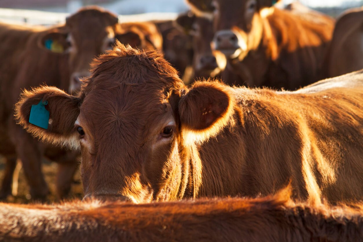 herd of cows