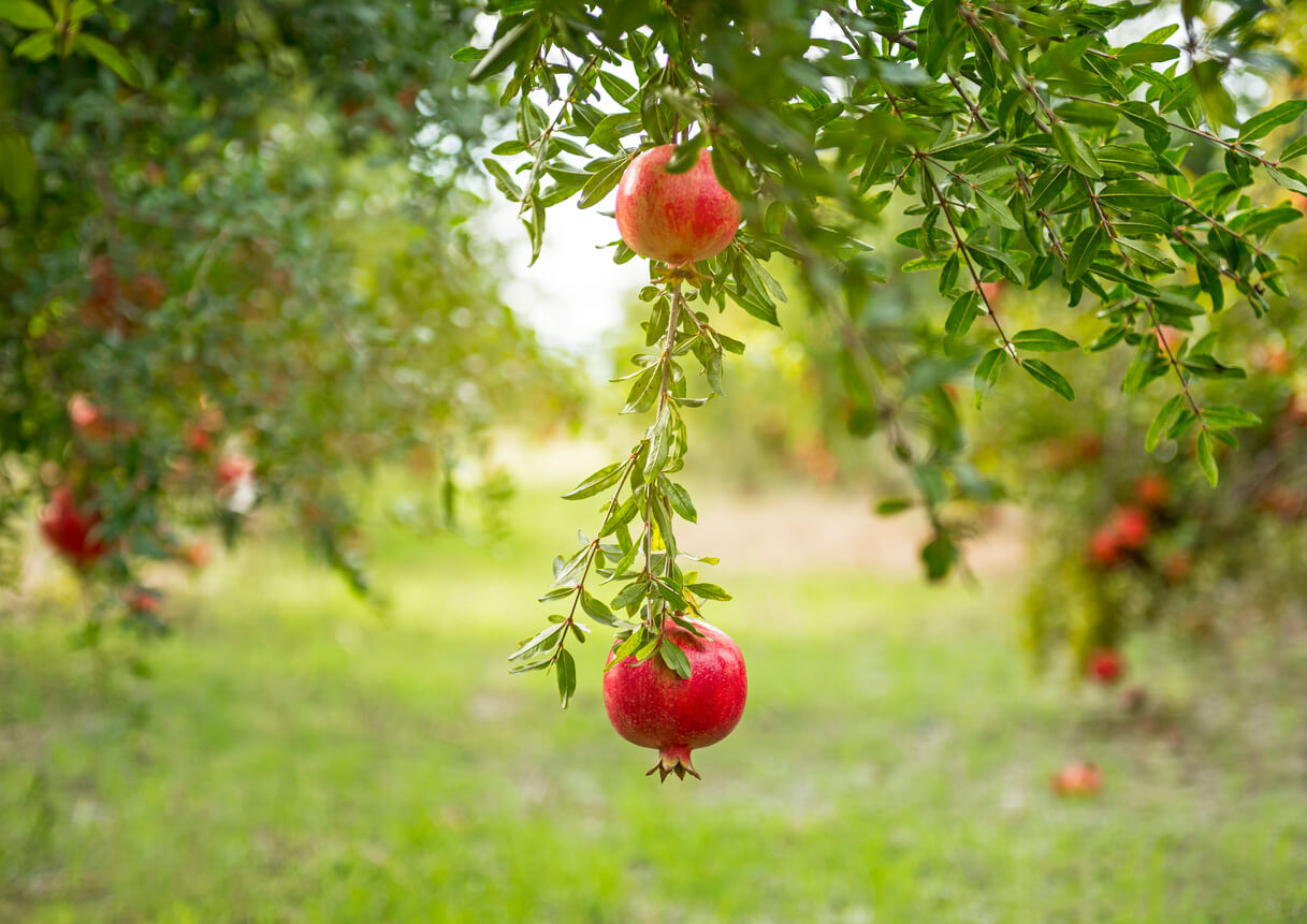 pomegranate orchard