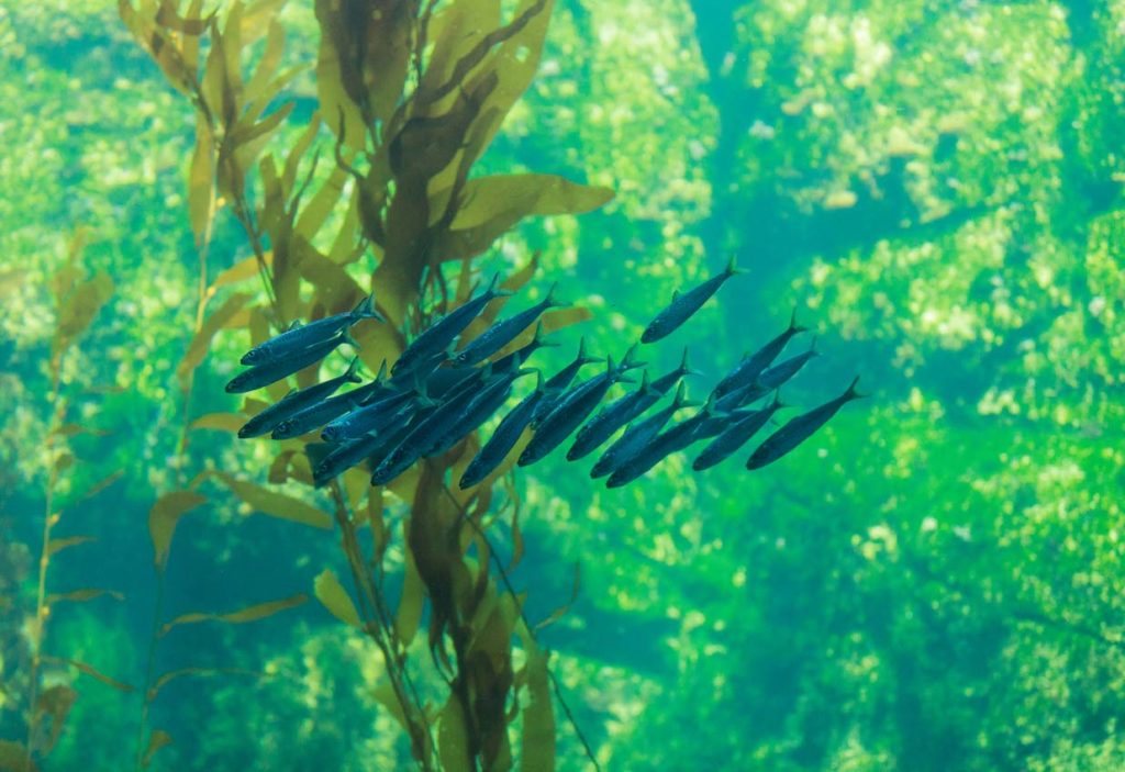 Fish swimming by a kelp forest