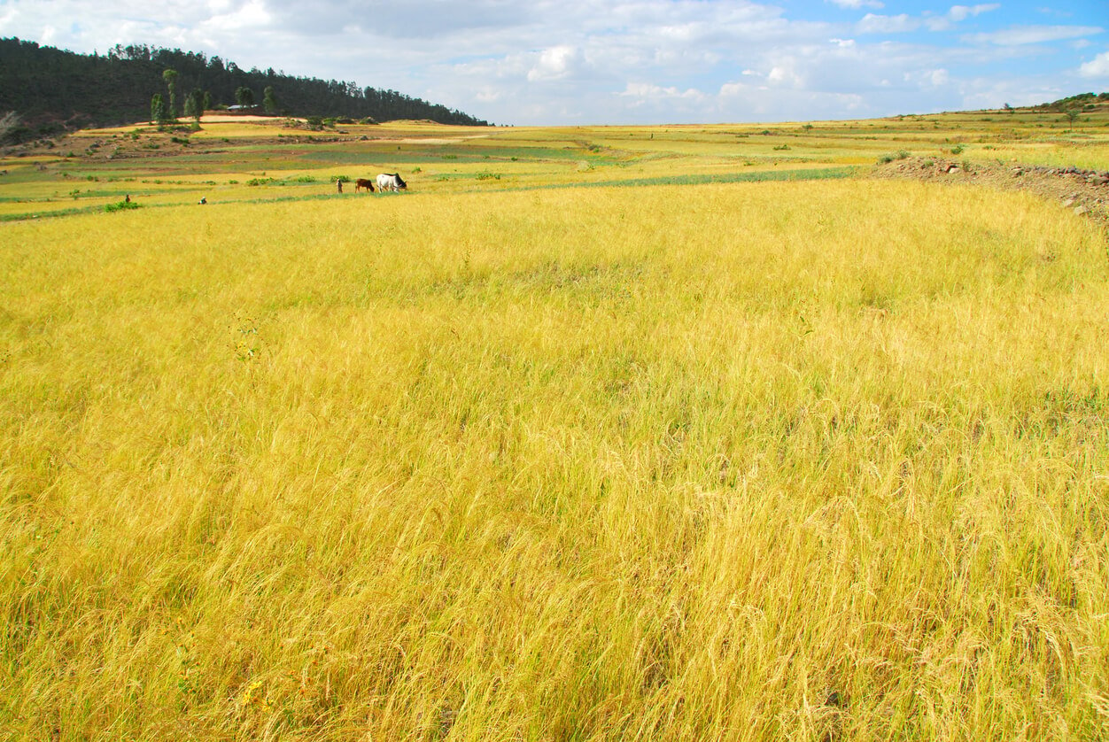 teff the cereal of Ethiopia