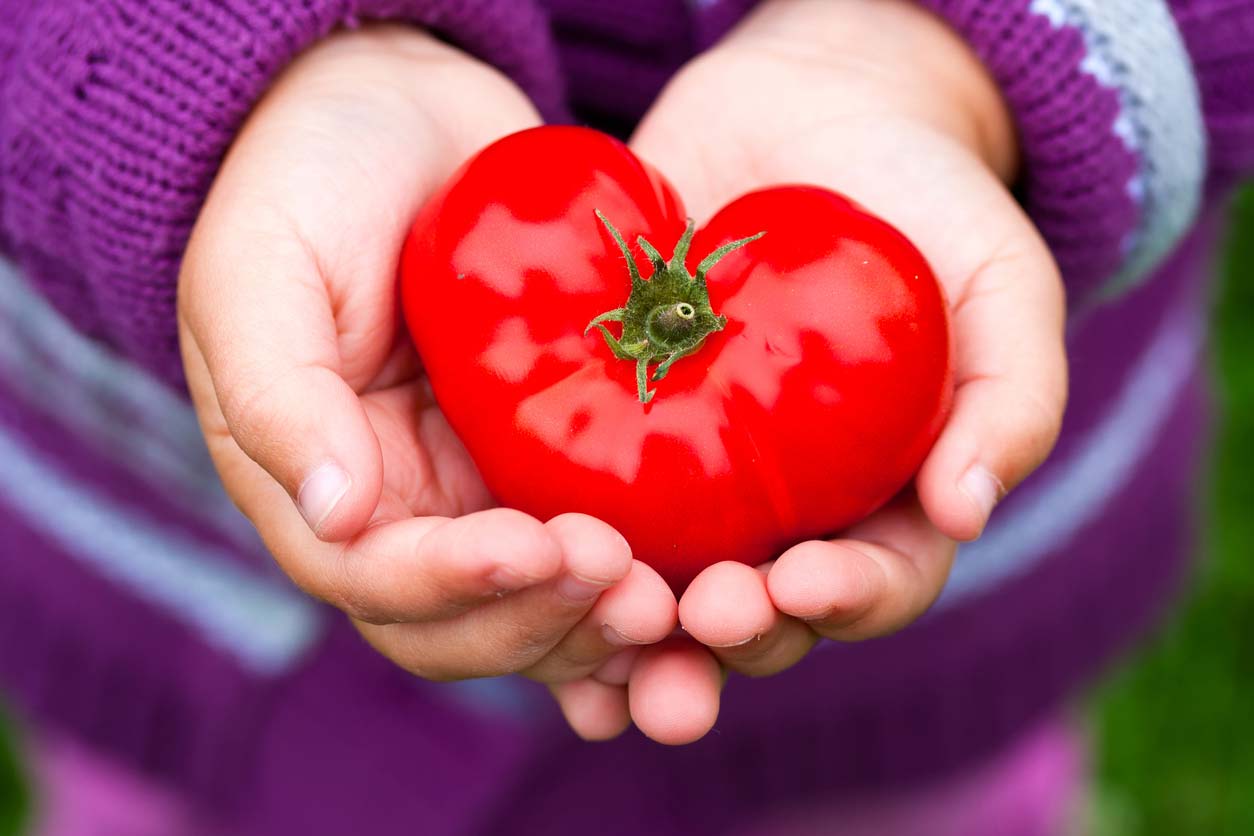 hands holding heart shaped tomato