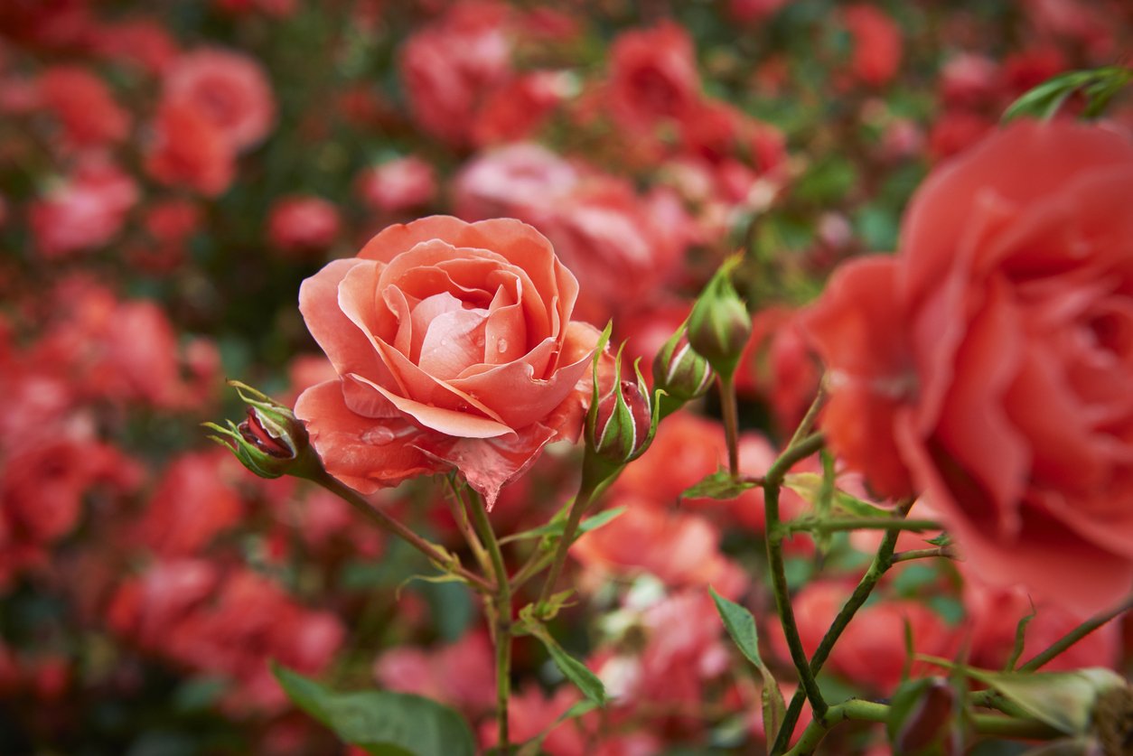 Rose and rose buds