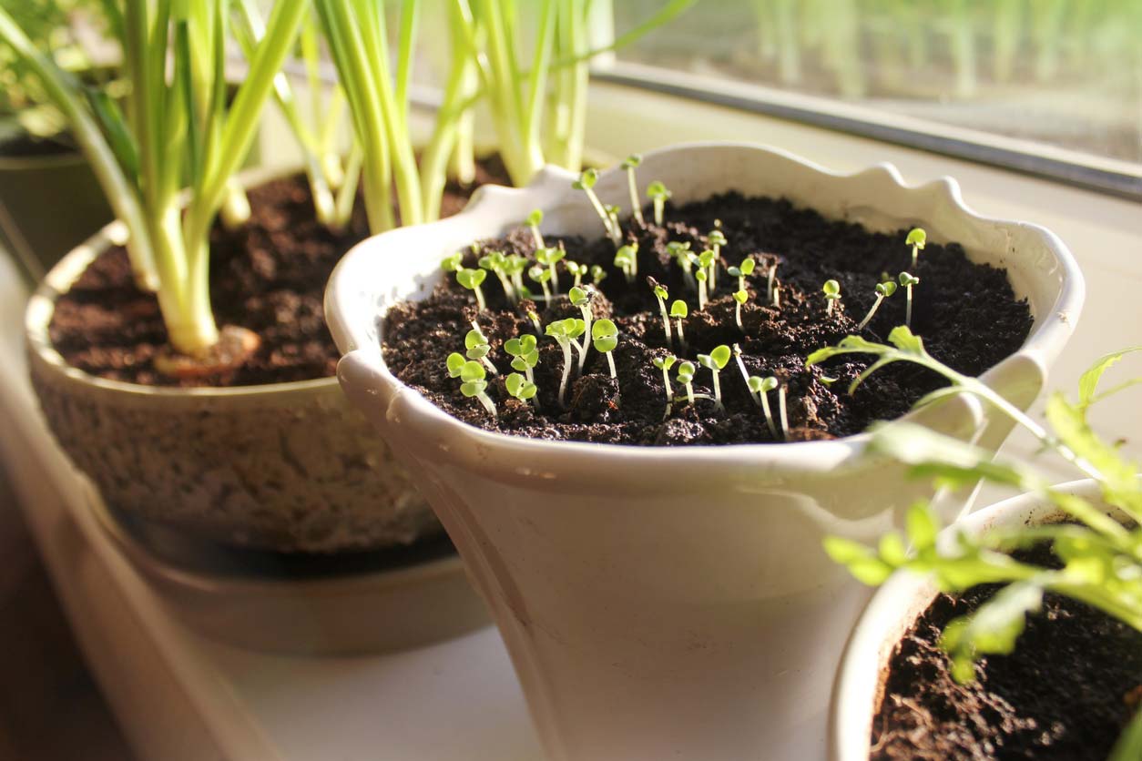 Herb sprouts growing indoors