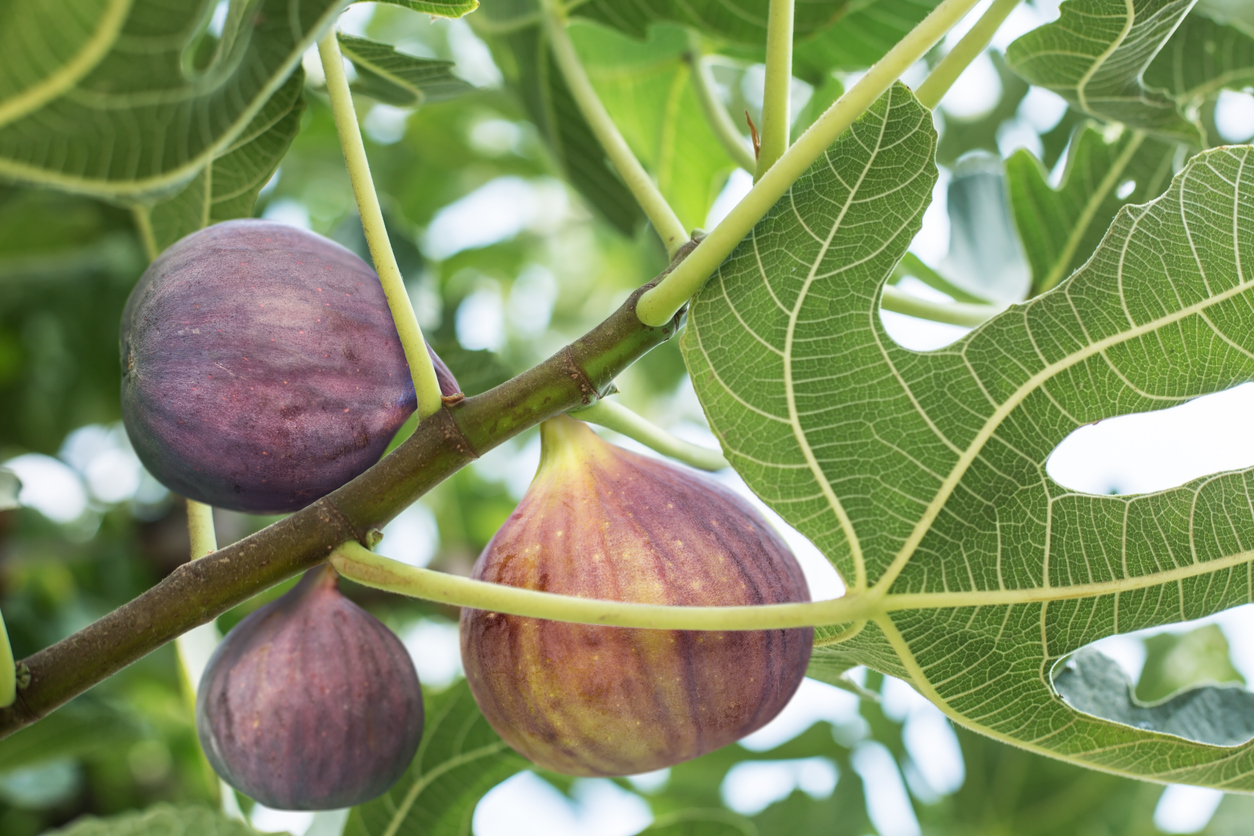 Ripe fig fruits on the tree. Closeup shot.