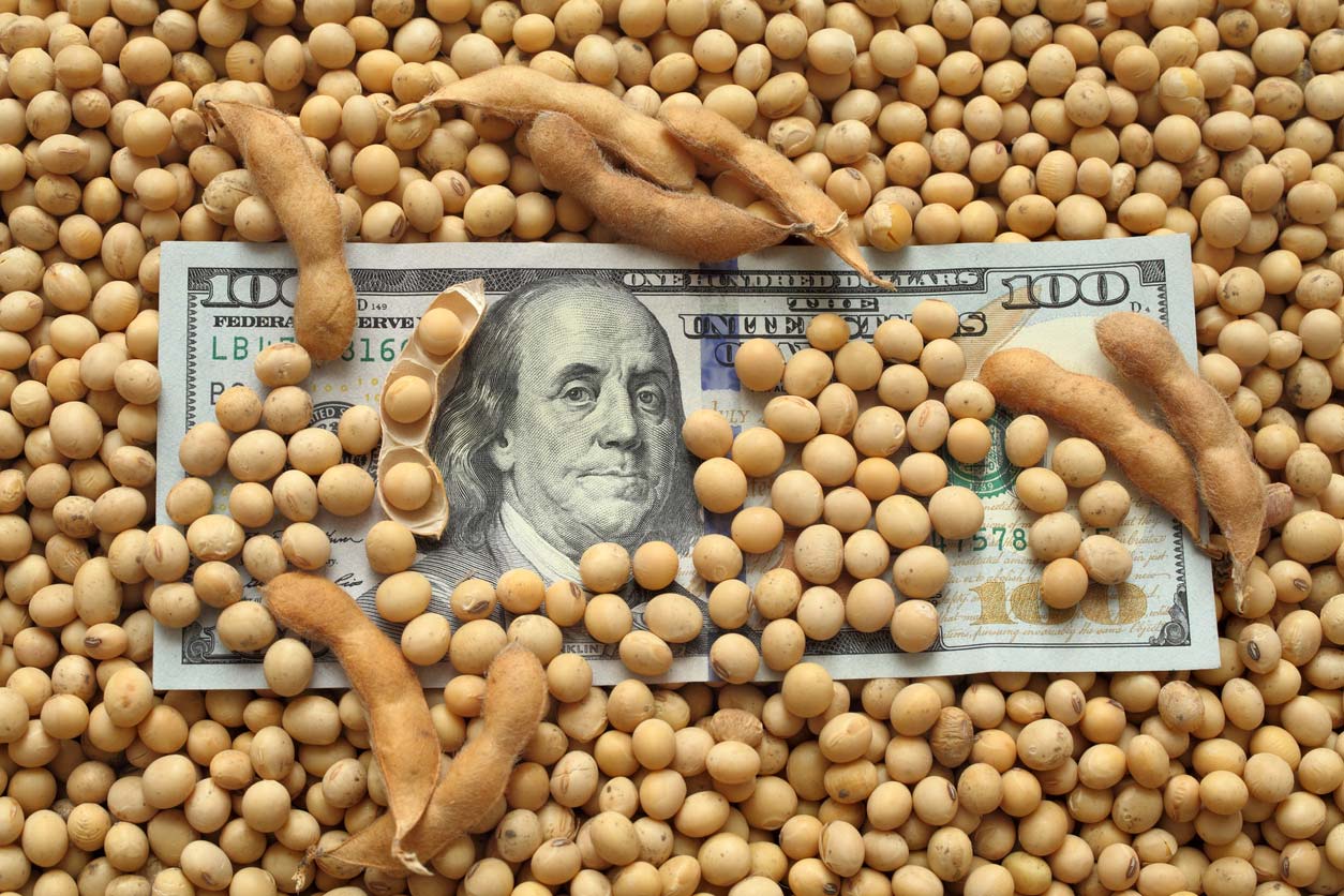 $100 bill in soybean pile