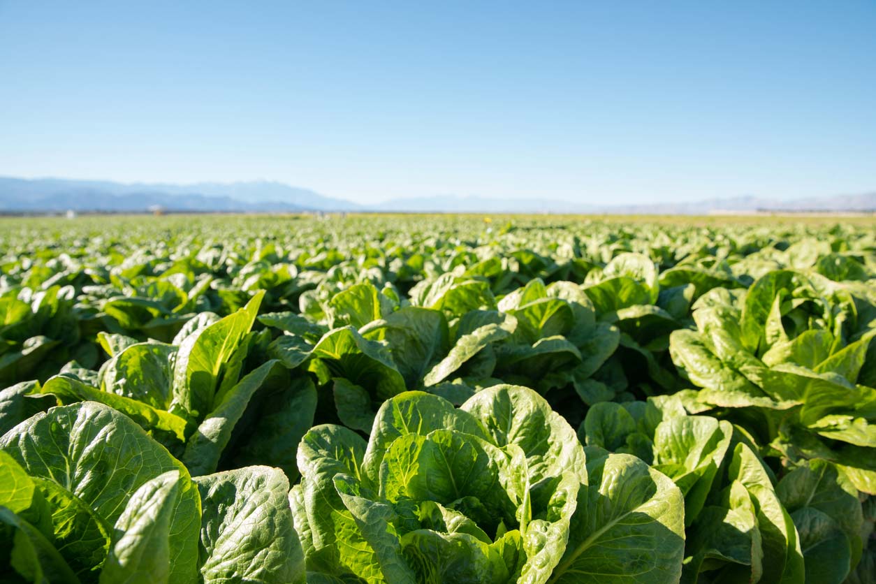 fertile field of organic lettuce