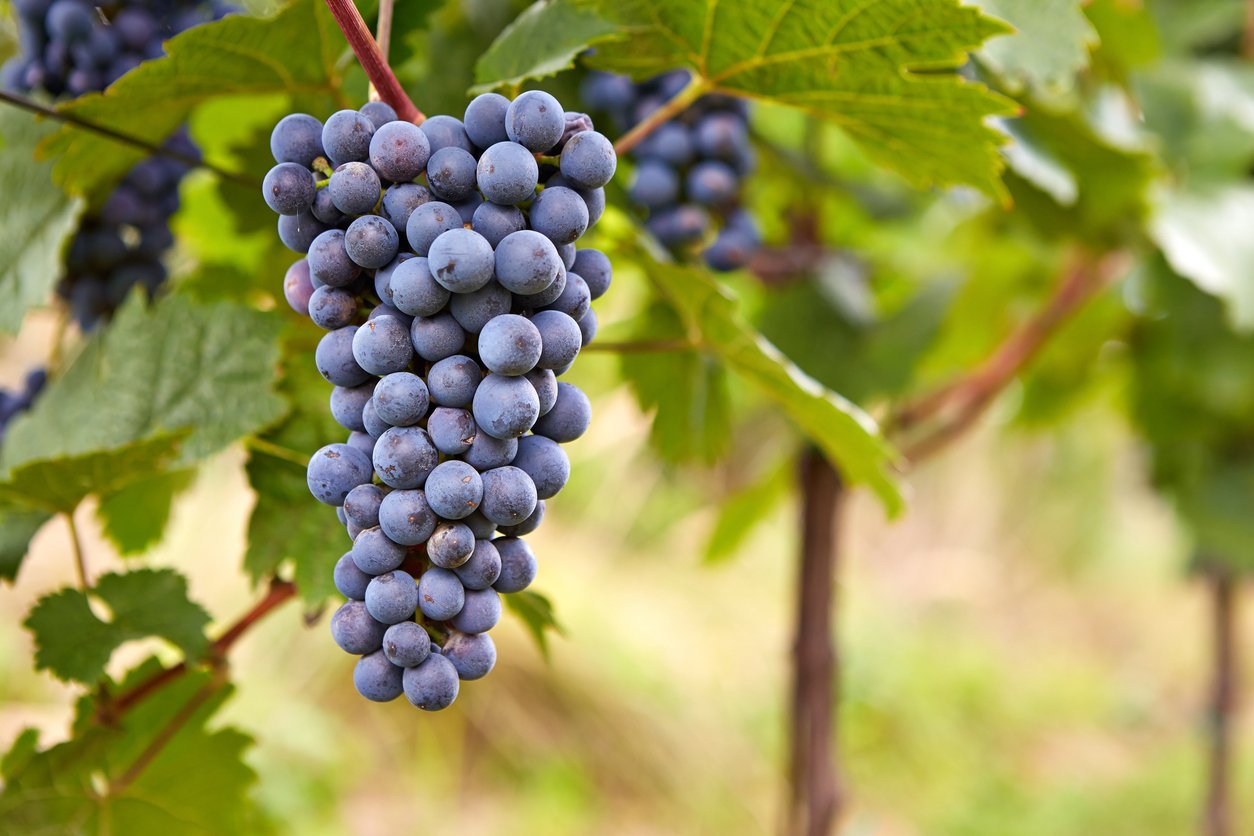 Branch of blue grapes on vine in vineyard