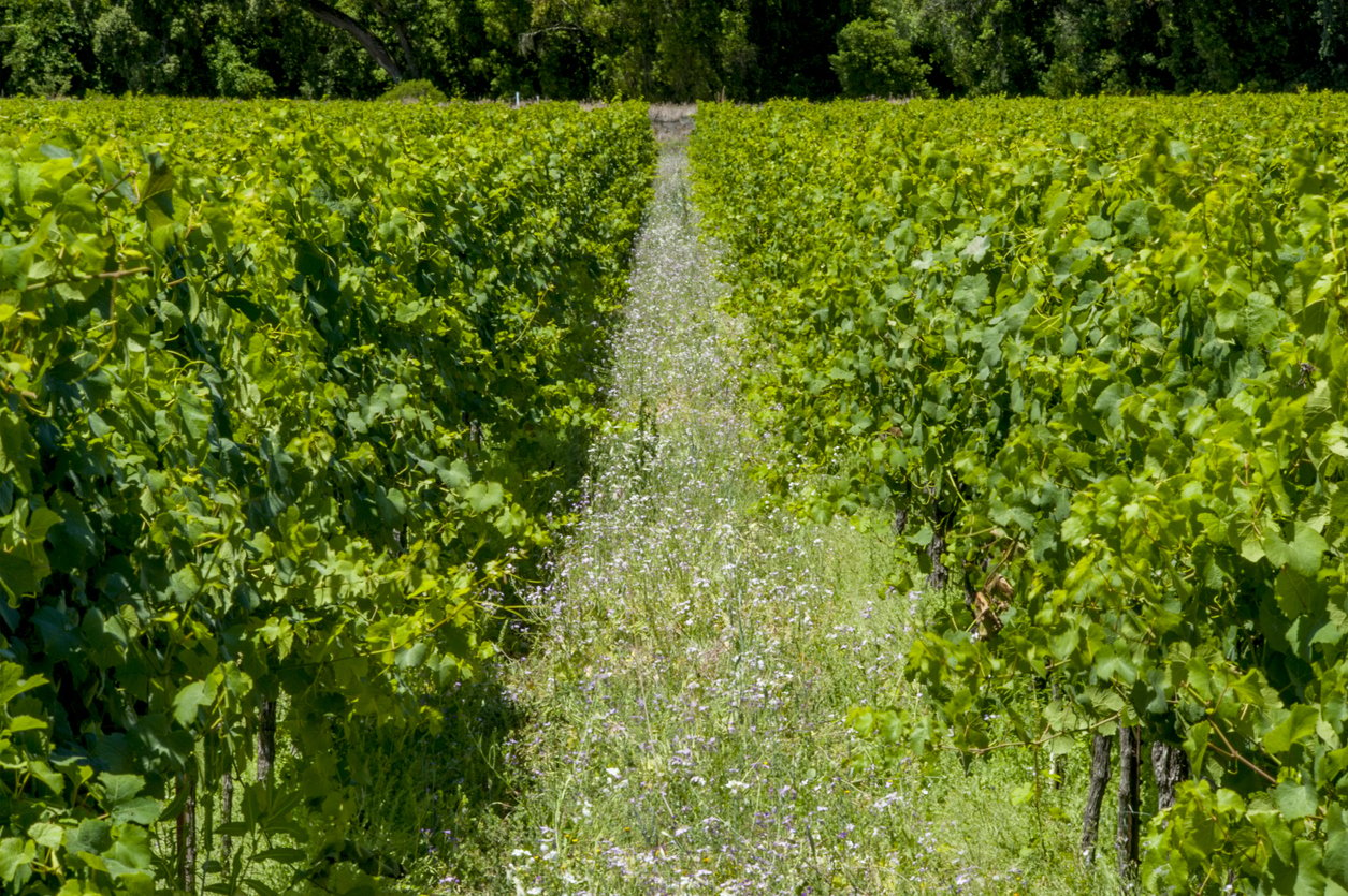 Spring wildflowers between rows of grape vines, Napa Valley, CA.