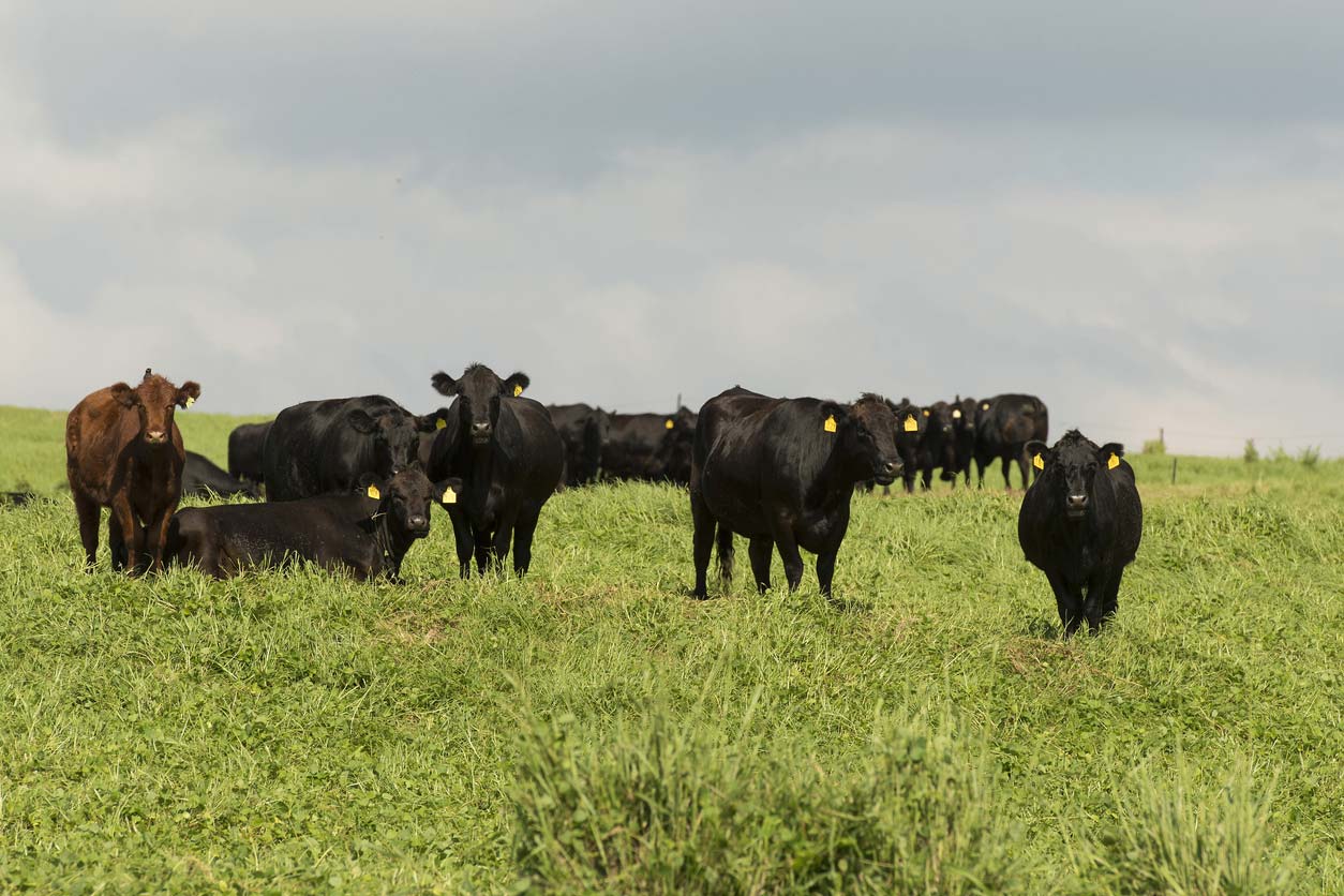 Grass-fed beef cattle