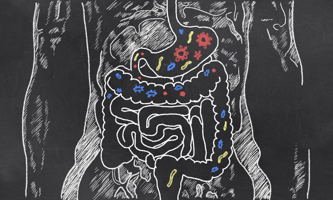 intestines sketch with guts bacteria