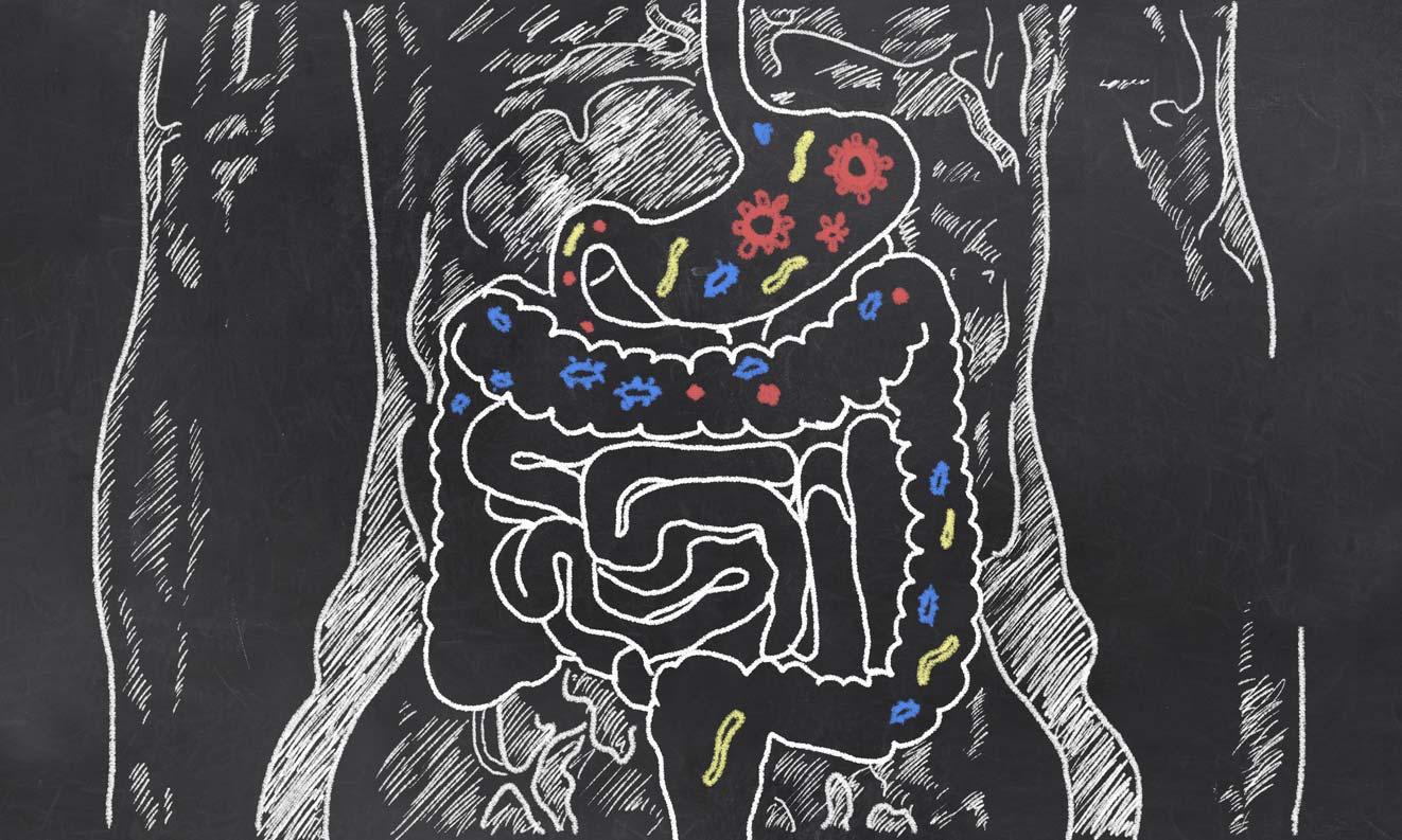 intestine sketch with gut bacteria