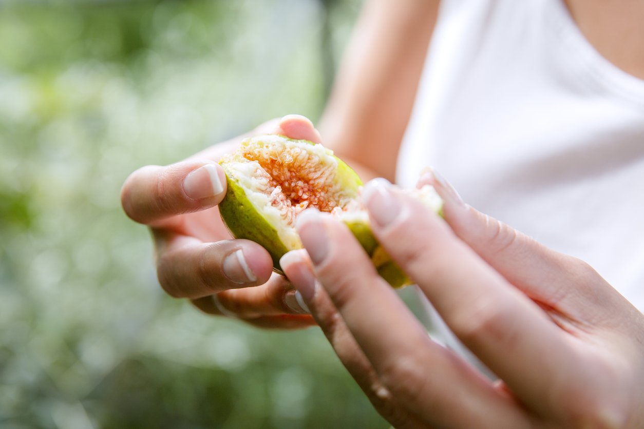 Healthy and fresh fig harvested directly from the tree