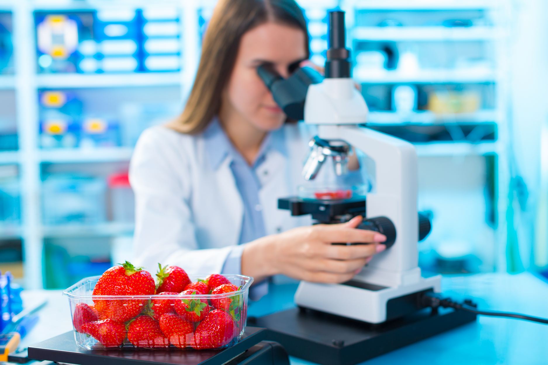 Female scientist checking strawberries for pesticides