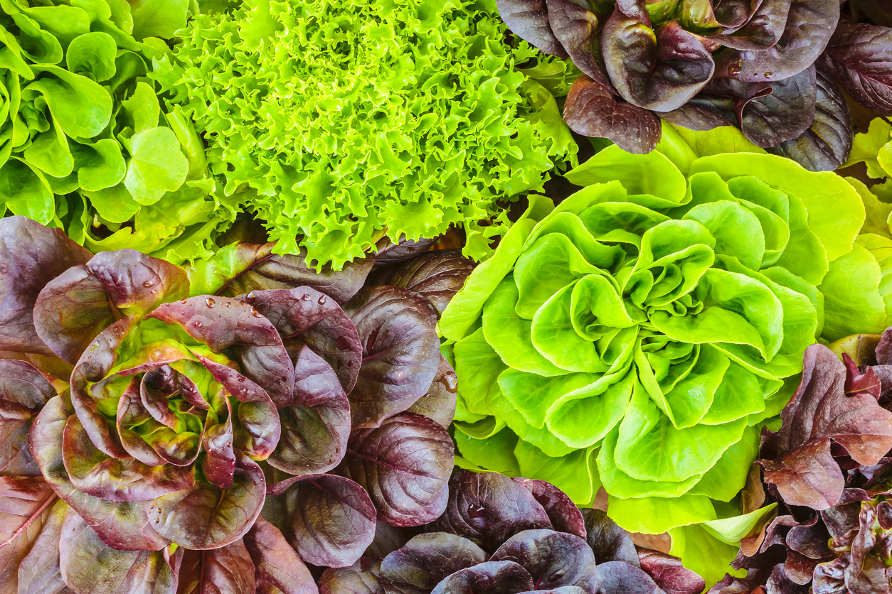 various crops of fresh lettuce