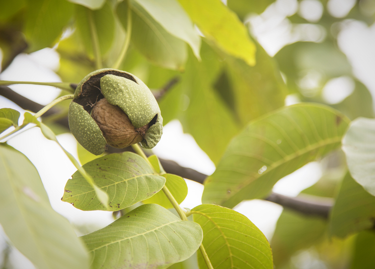 walnut emerging from pod