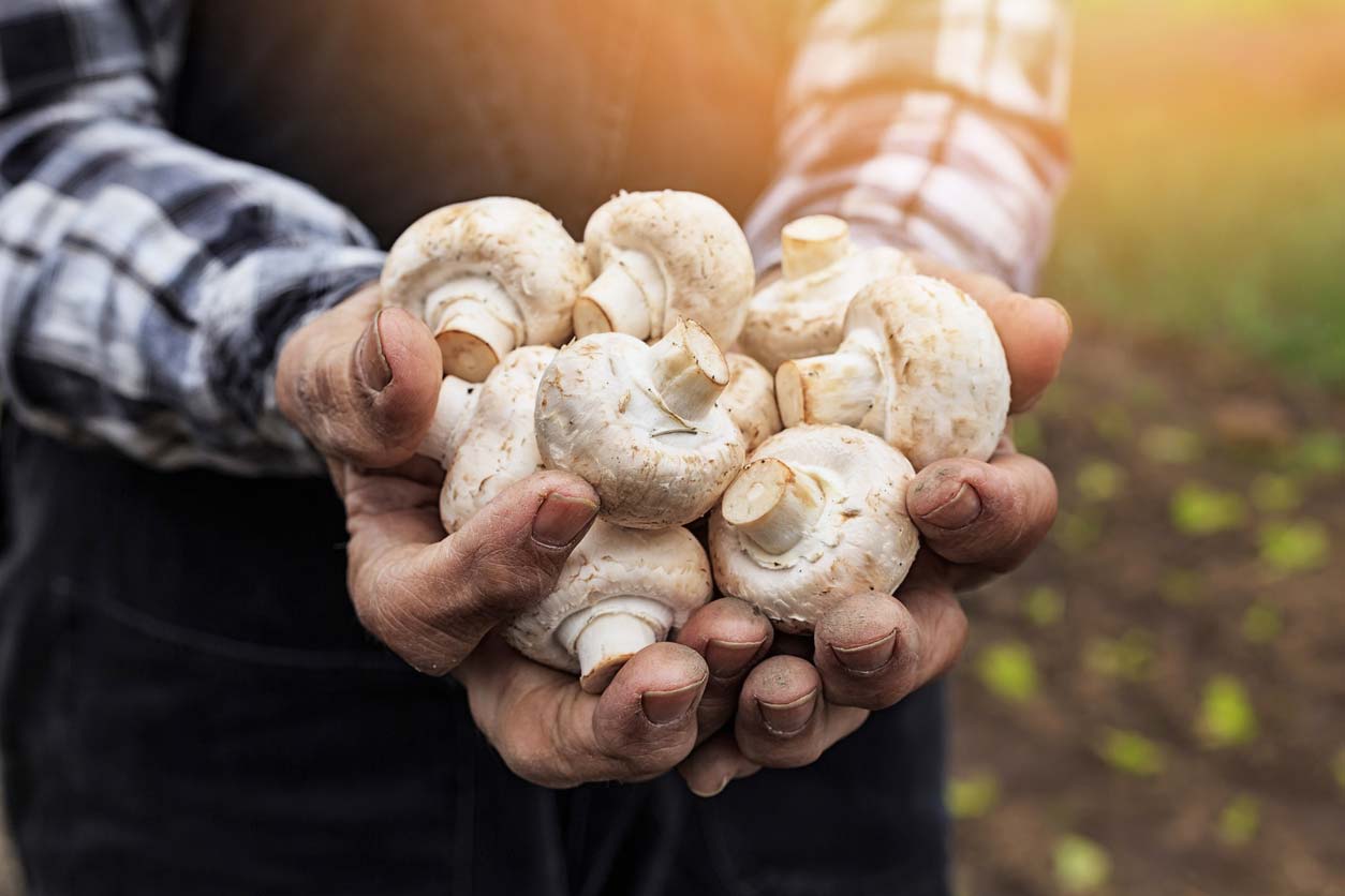 close up of hands holding white mushrooms
