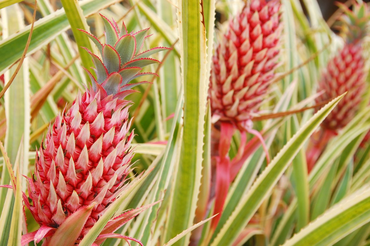 Exotic Hawaiian Pineapple