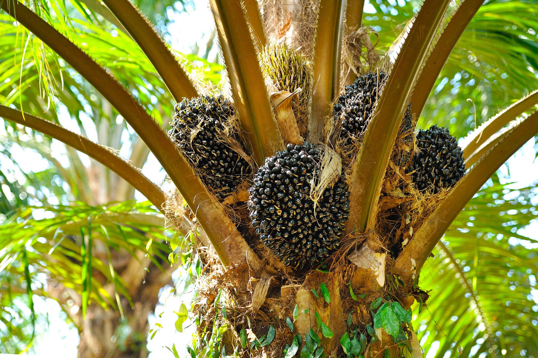 palm oil tree