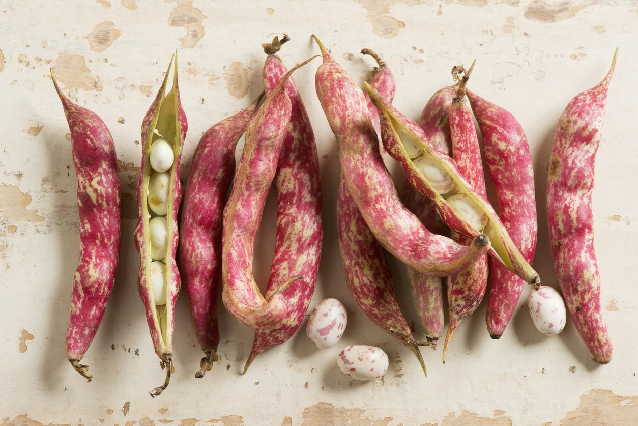 Cranberry beans pods, also known as the borlotti bean, Roman bean or romano bean is a bean bred in Italy, and it is used in the Mediterranean cuisine.