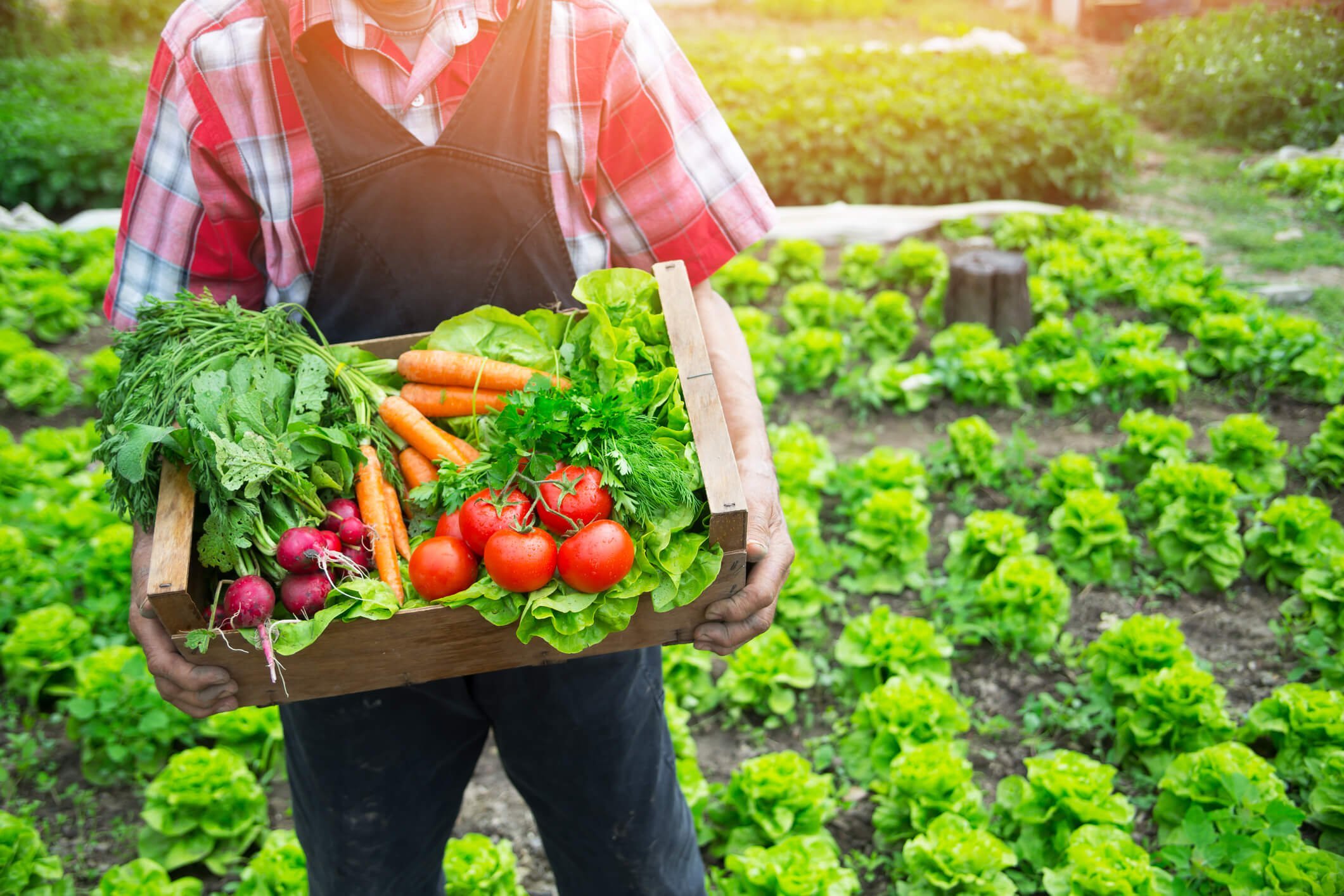 Organic Food Prices Is Buying Organic Worth The Cost 