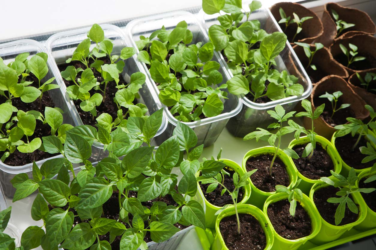 Seedlings in seed starting trays