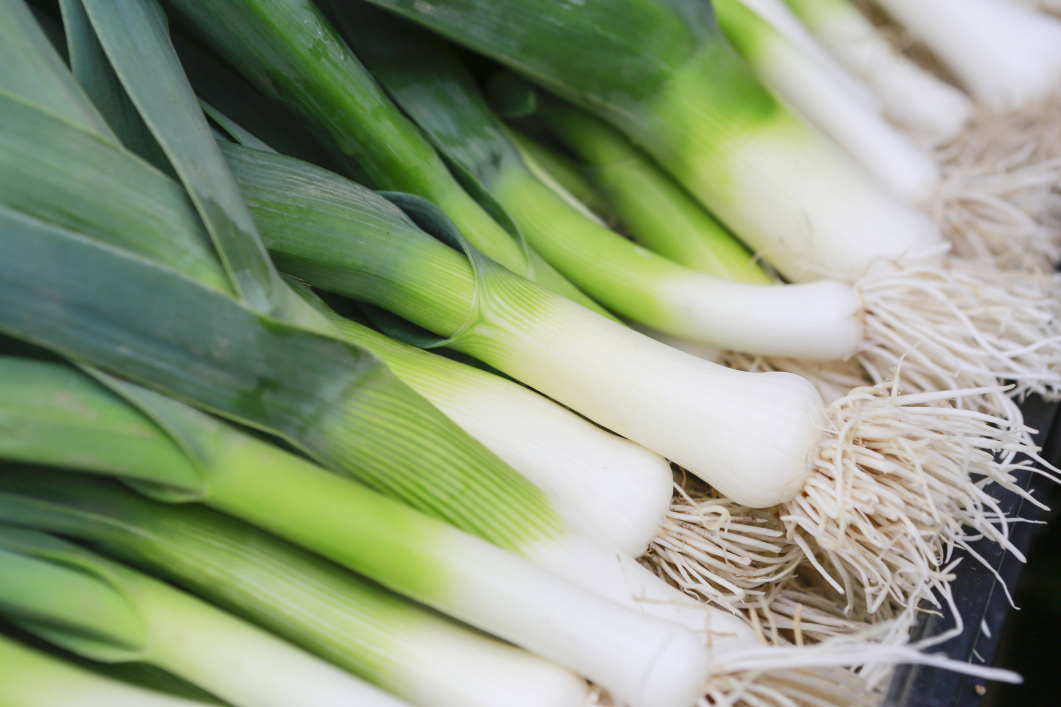 Allium vegetables: Scallions