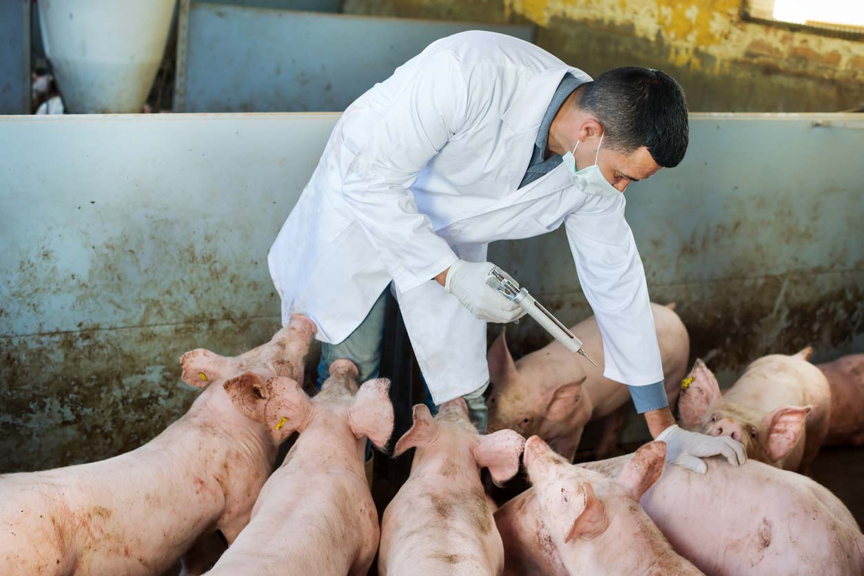 vet administering vaccine to pigs