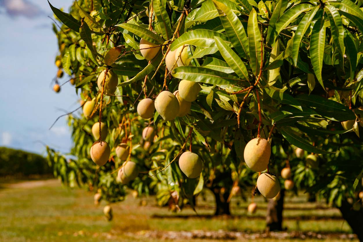 crop of sun kissed mango fruit ripening on tree