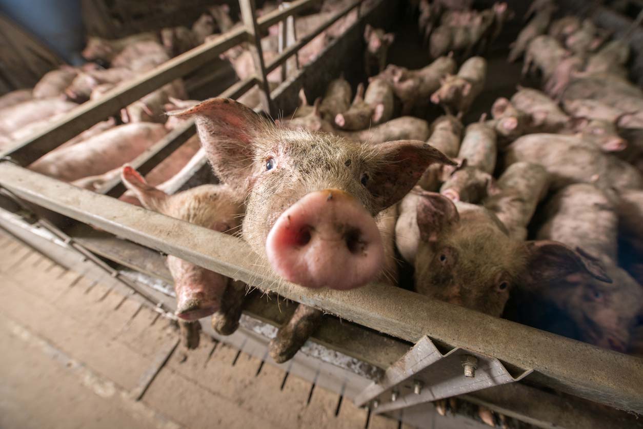 Pigs at a factory farm