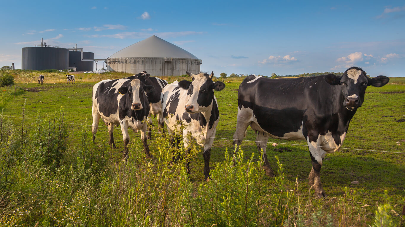 biogas plant with cows on a farm