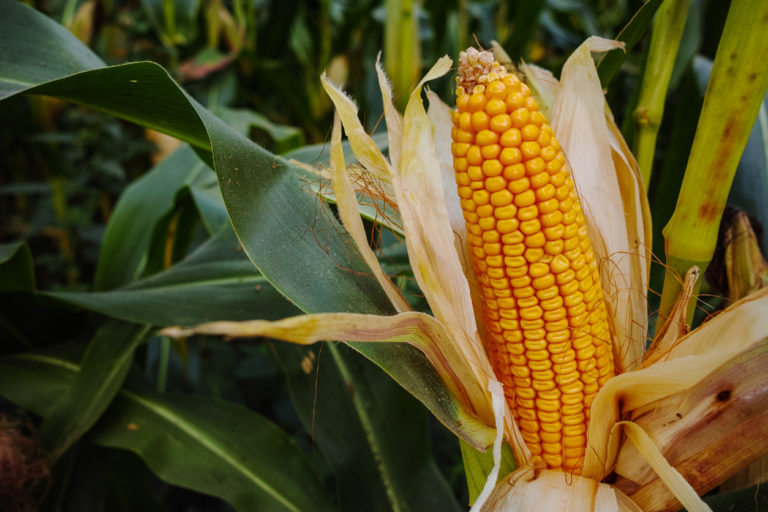 Is Corn Healthy? Benefits and Downsides of Corn | Food Revolution Network