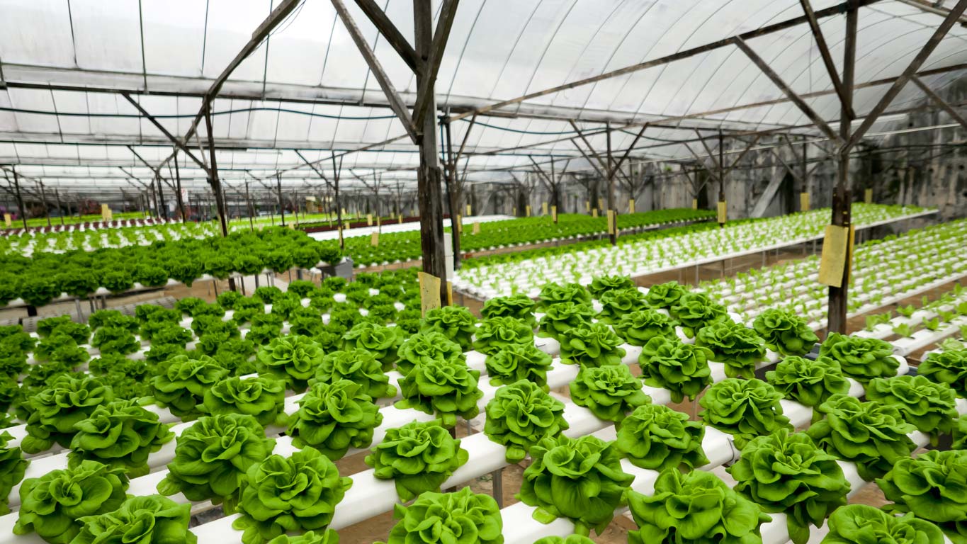 hydroponic farming at home download