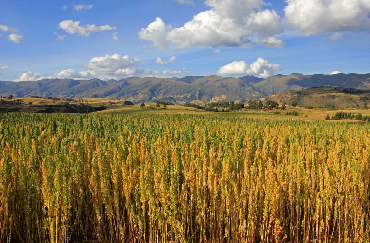 A field of quinoa growing