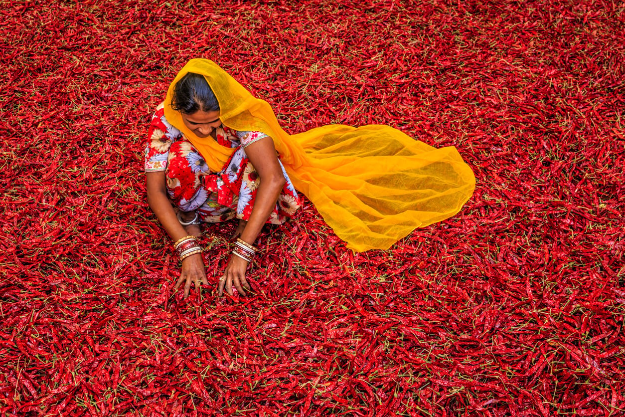 young Indian woman sorting red chilli peppers jodhpur India