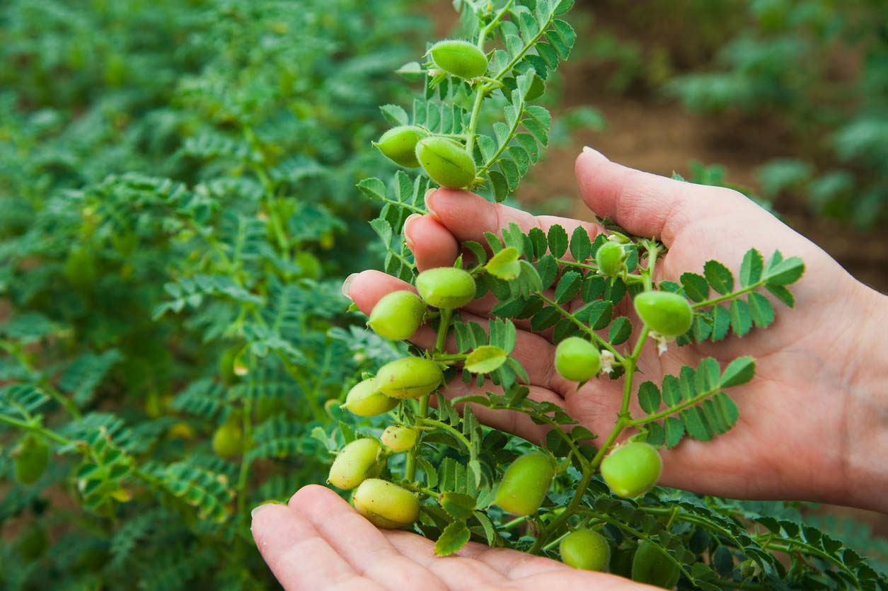 hand showing chickpea crop