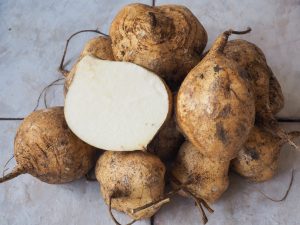 Jicama, Mexican Yam, Mexican Turnip, Pachyrhizus erases