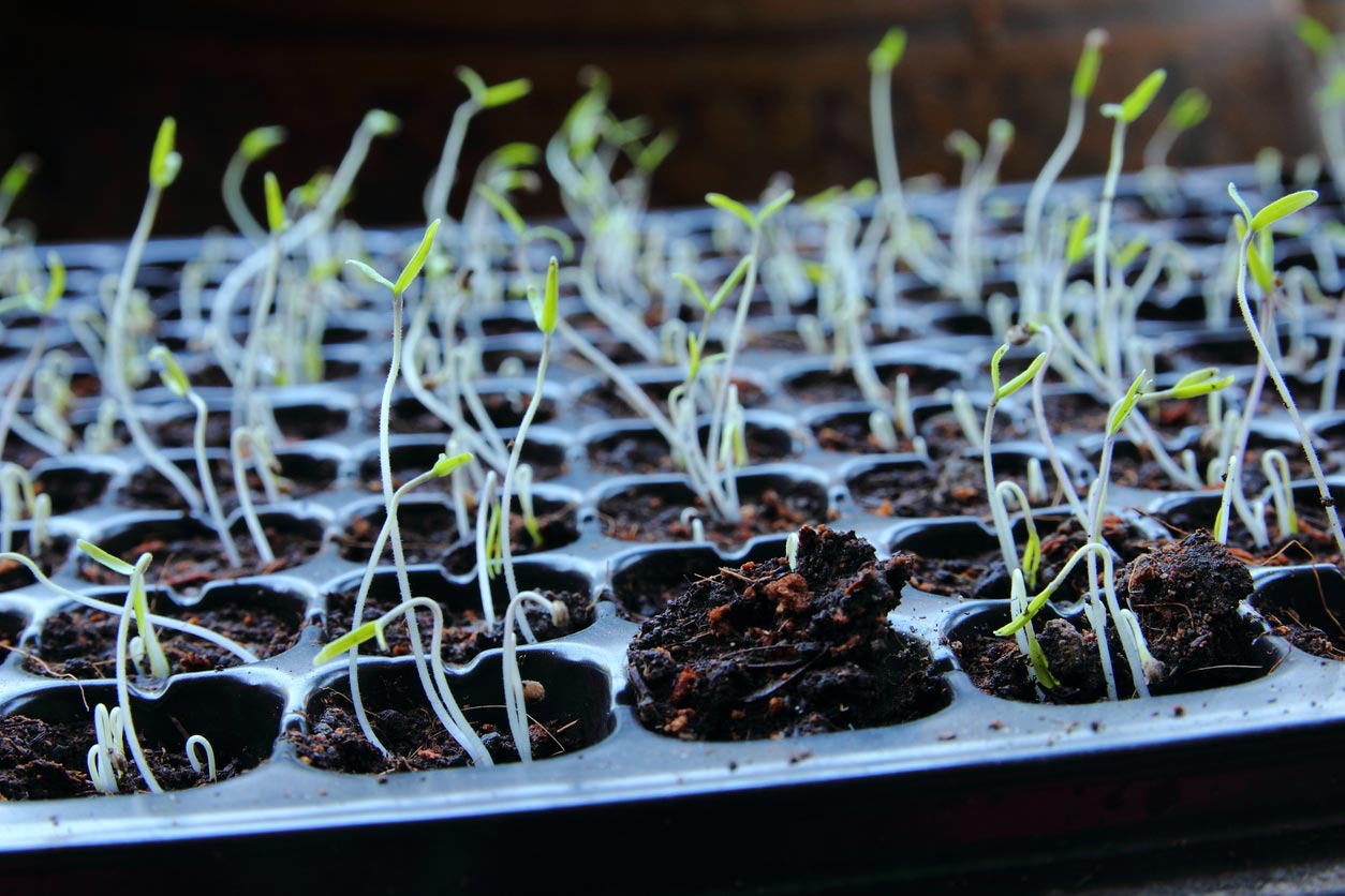 plants sprouting in nursery