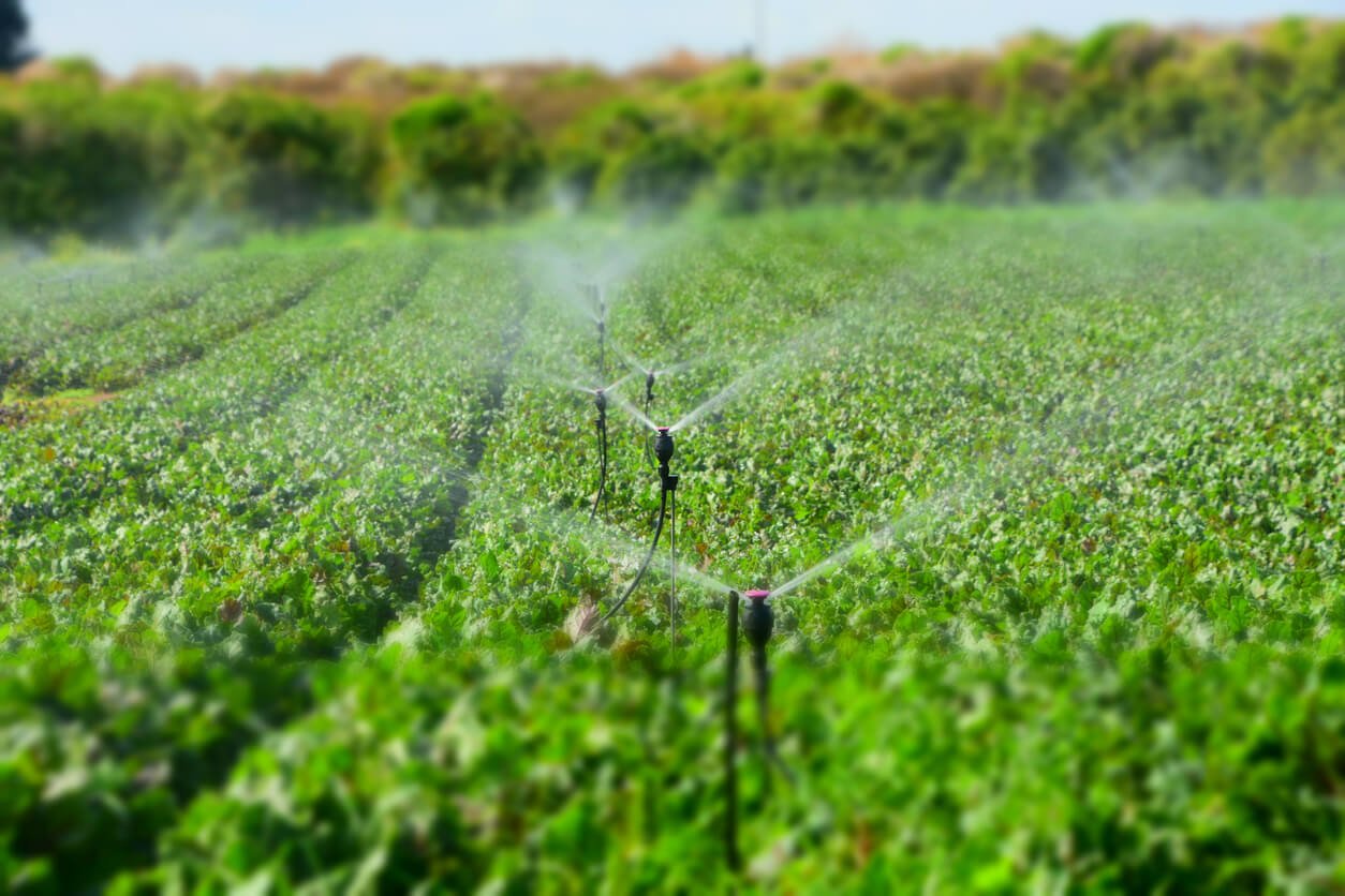 watering field