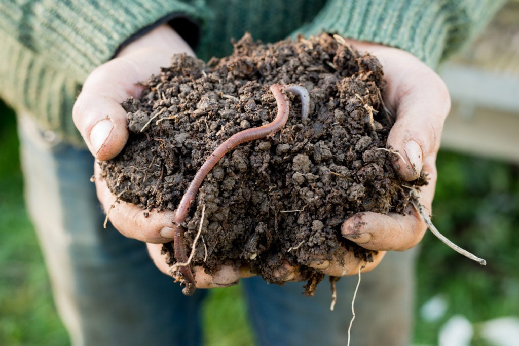 Earthworm on a mound of dirt in hands
