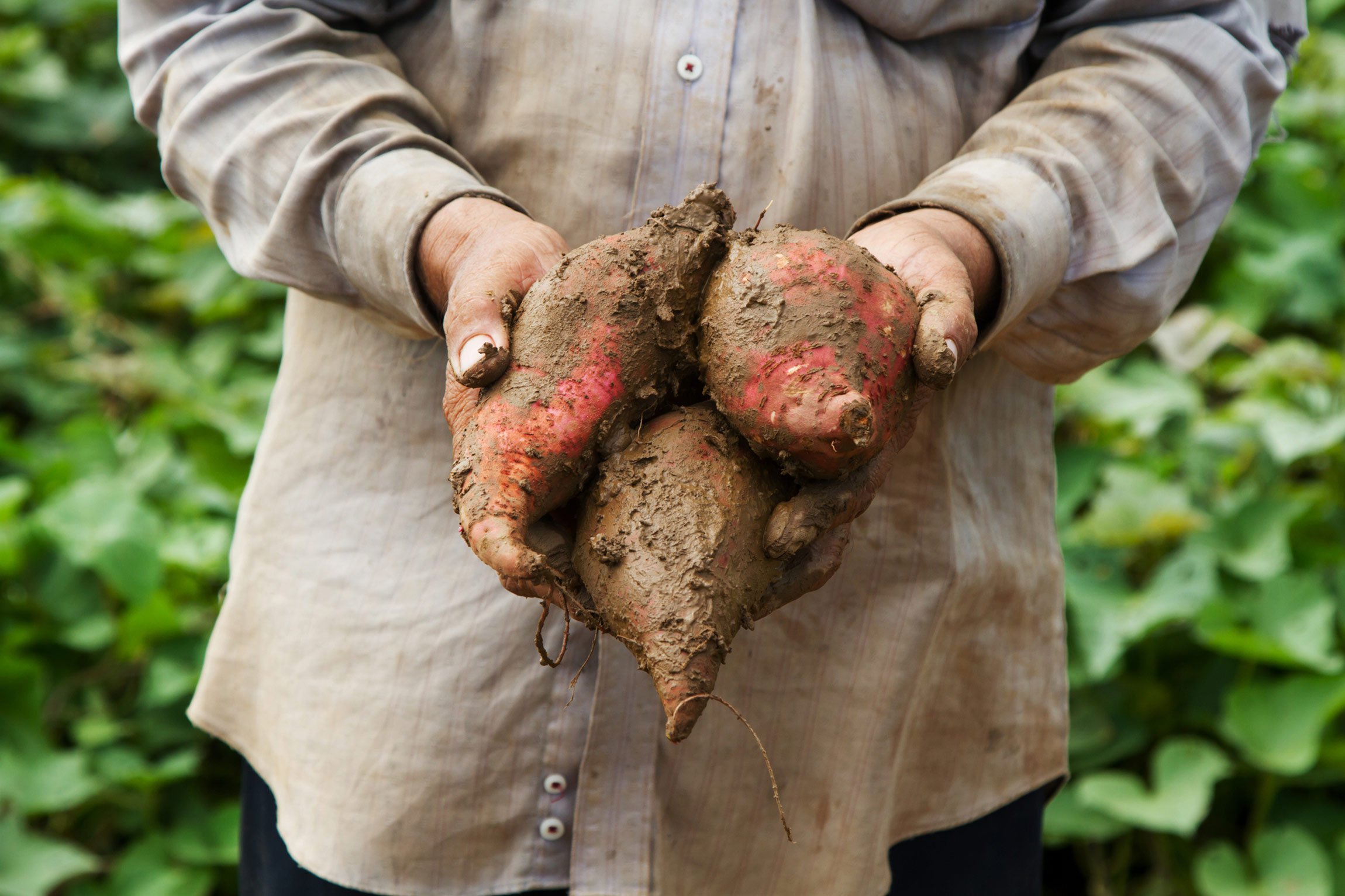 Holding freshly picked sweet potatoes