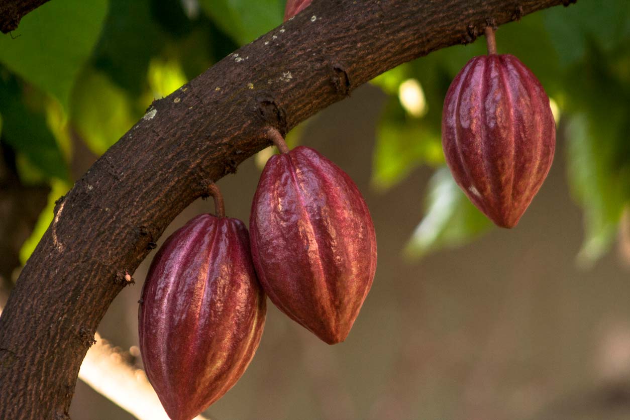 Cacao fruit