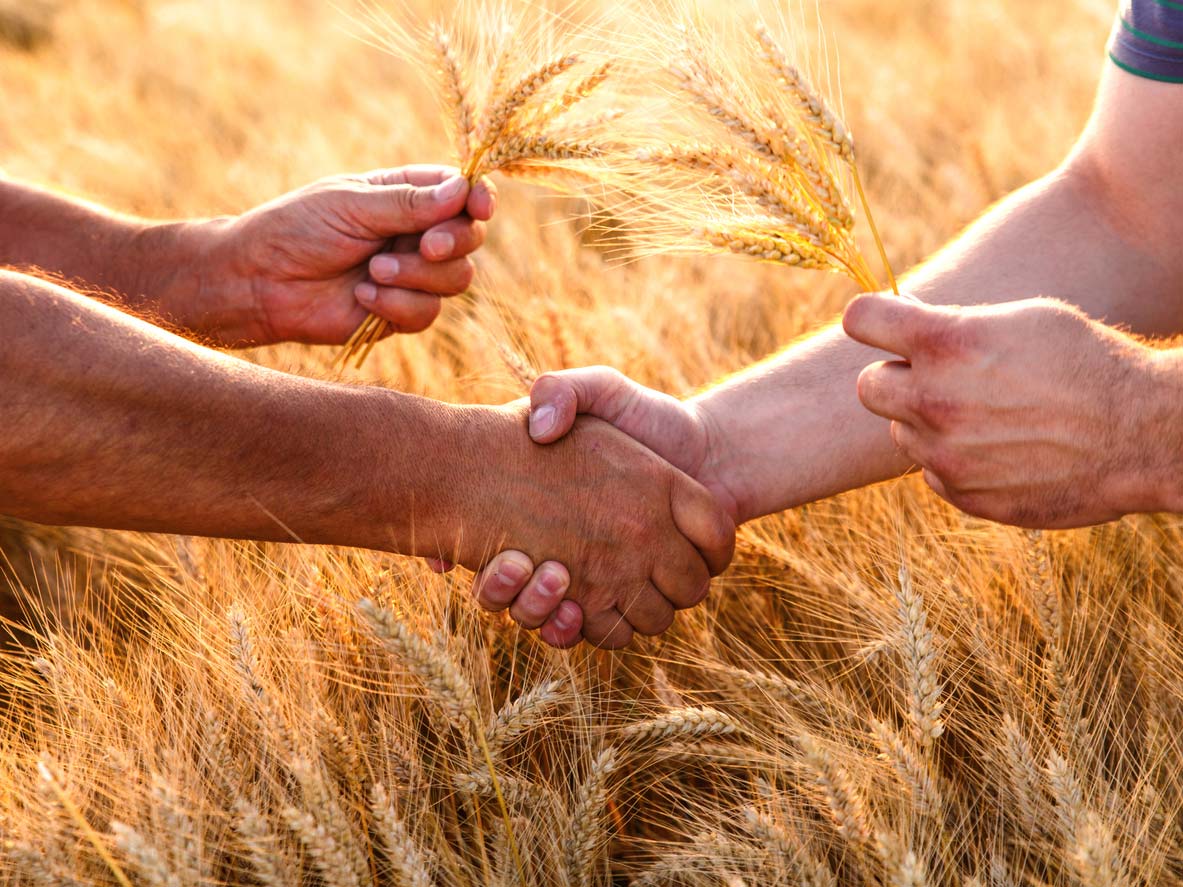 Farmers handshake over wheat crop