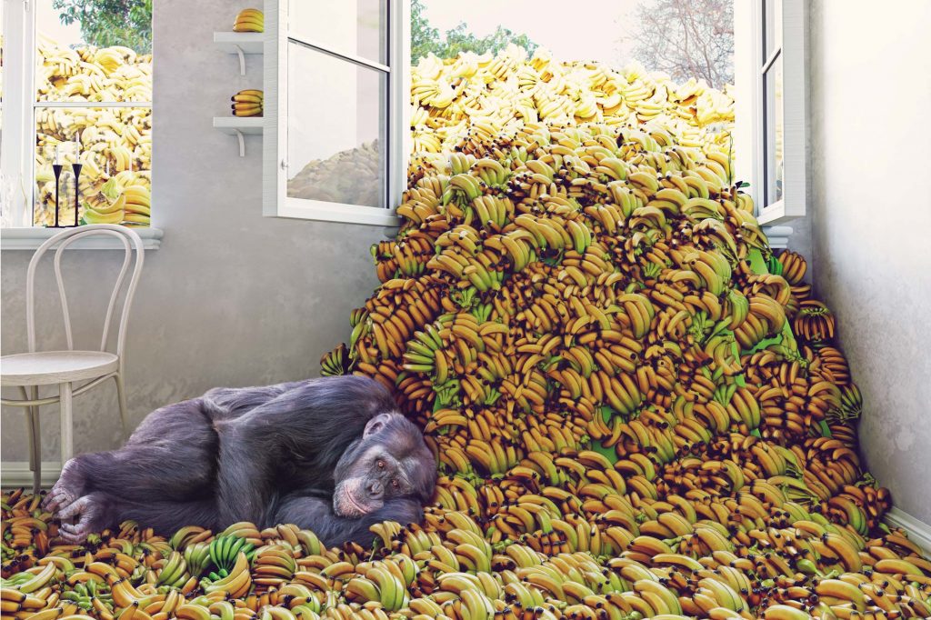a chimp with a pile of bananas coming in through an open window