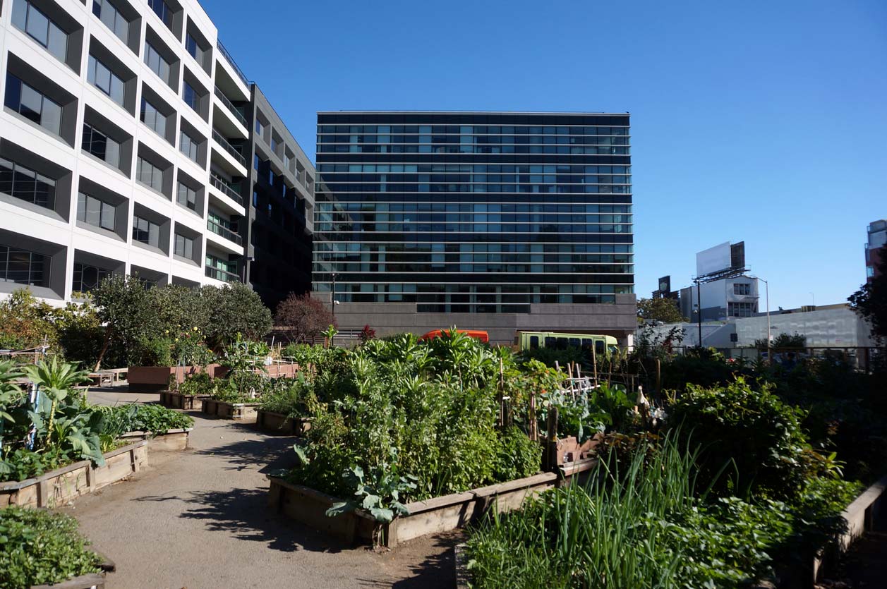 urban garden surrounded by buildings