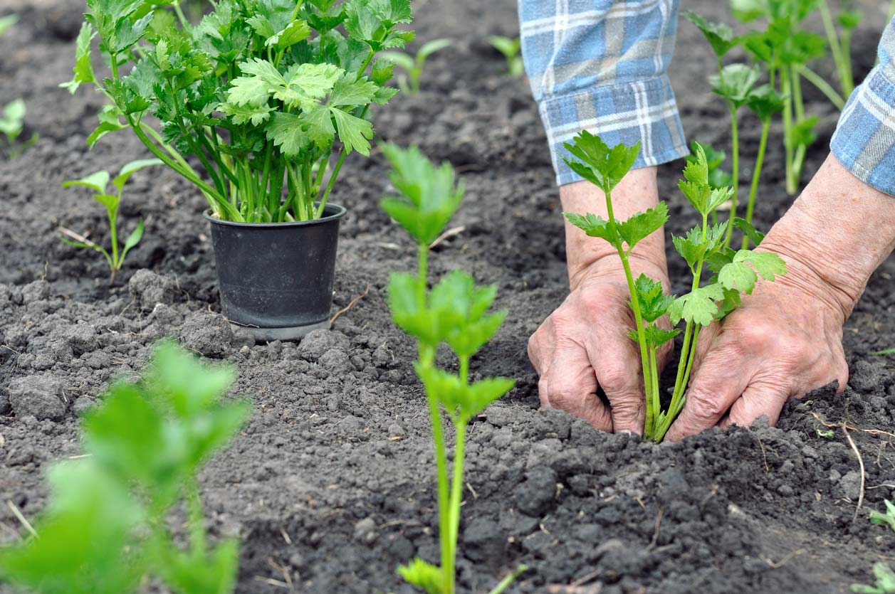 farmers hands planting celery seedling