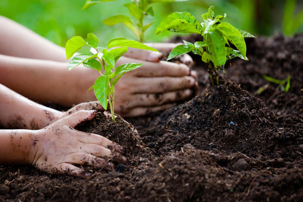 hands planting seedlings in dirt