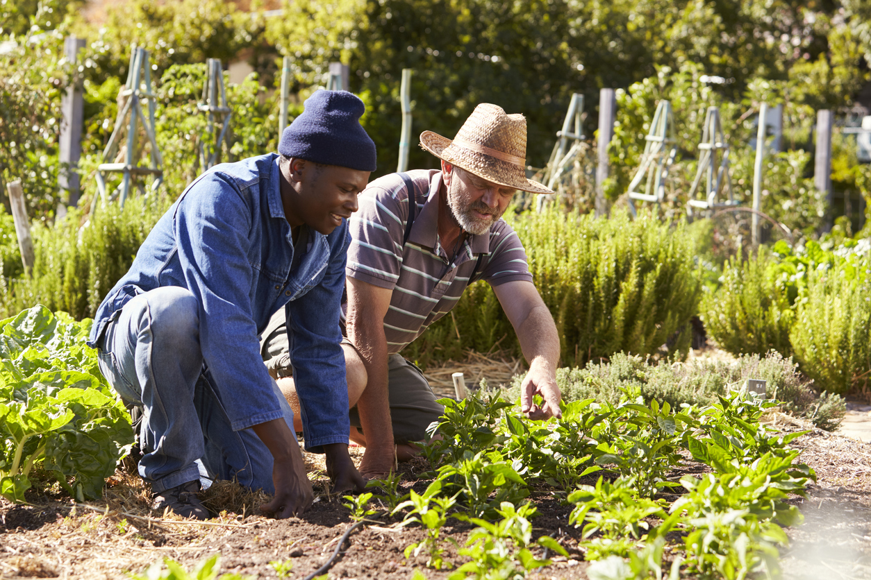 Two Men Working Together On Community Allotment