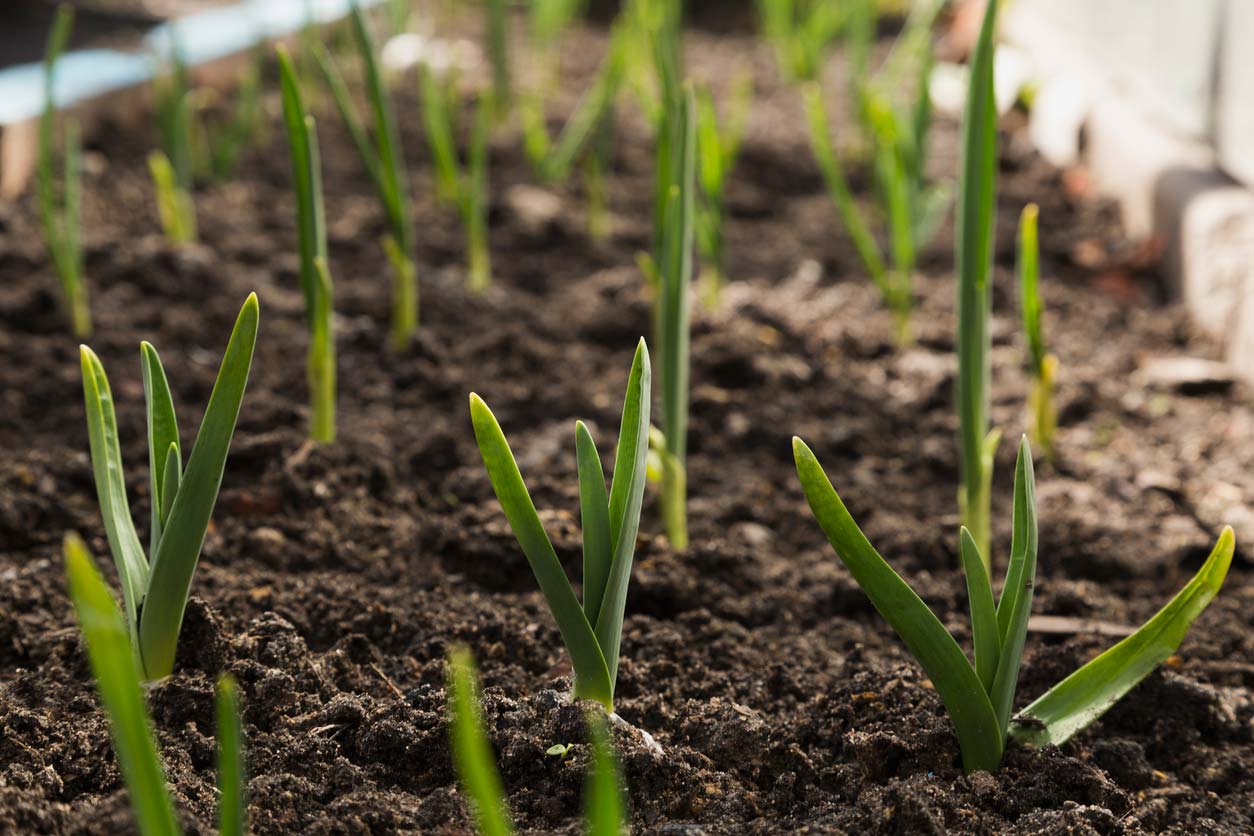 growing garlic sprouts in garden