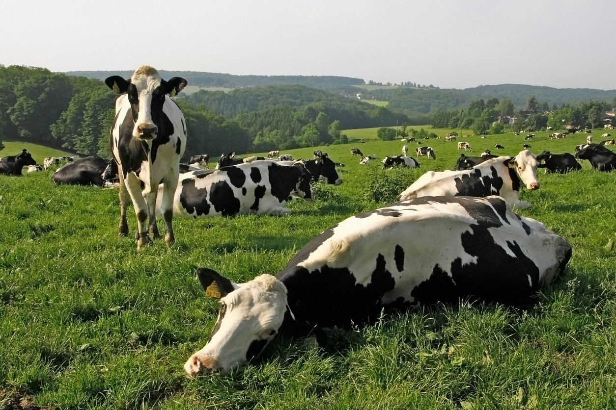 Cows in field pasture